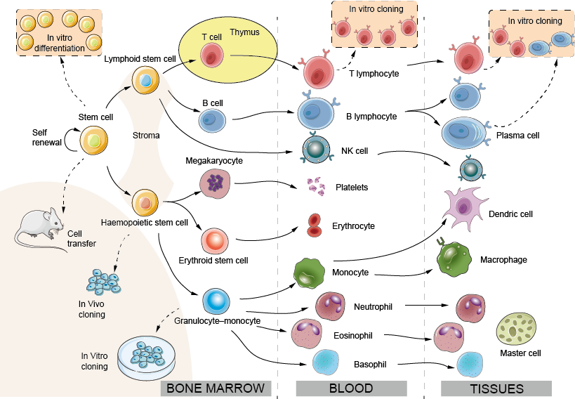 Immune cell development: the hemopoietic system